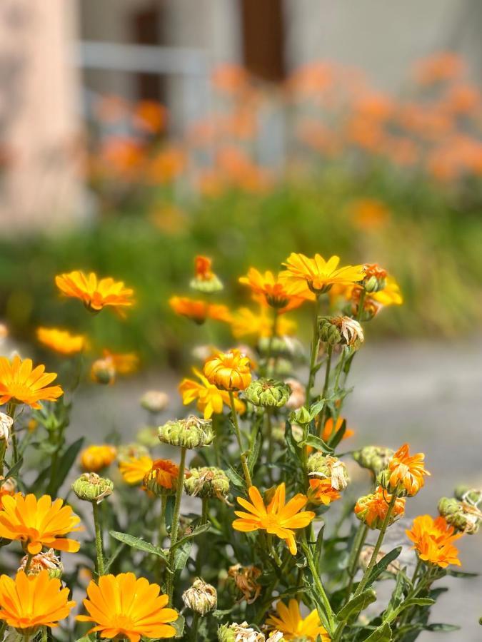 Garden House ブドヴァ エクステリア 写真