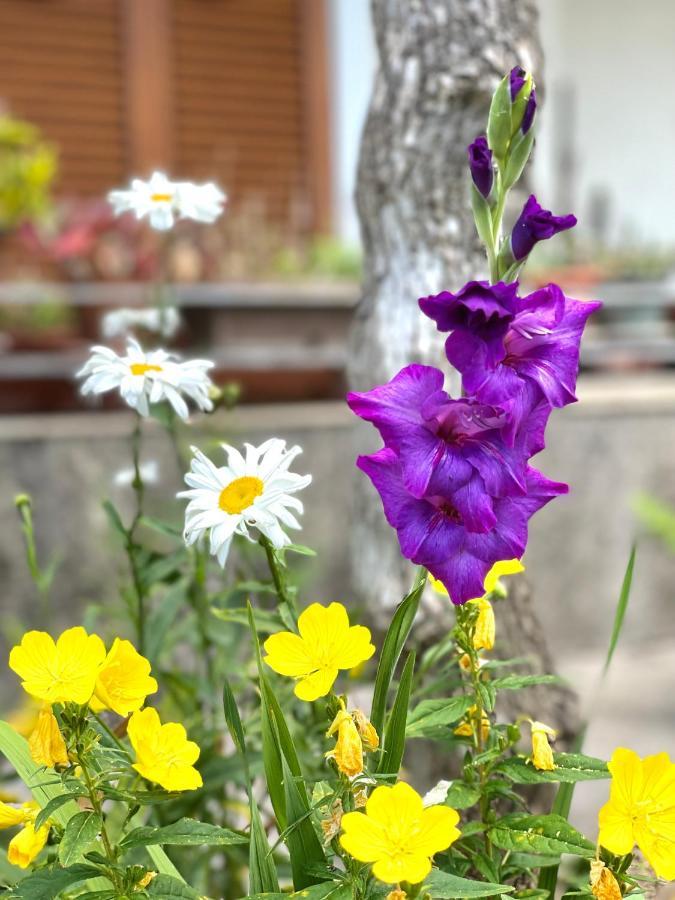 Garden House ブドヴァ エクステリア 写真